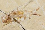 Bargain, Cretaceous Fish (Nematonotus) Fossil - Lebanon #147208-1